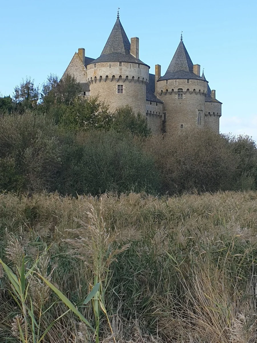 Le château de Suscinio à Sarzeau, ses tours rondes coiffées de toits en poivrière, au-dessus des roseaux des marais