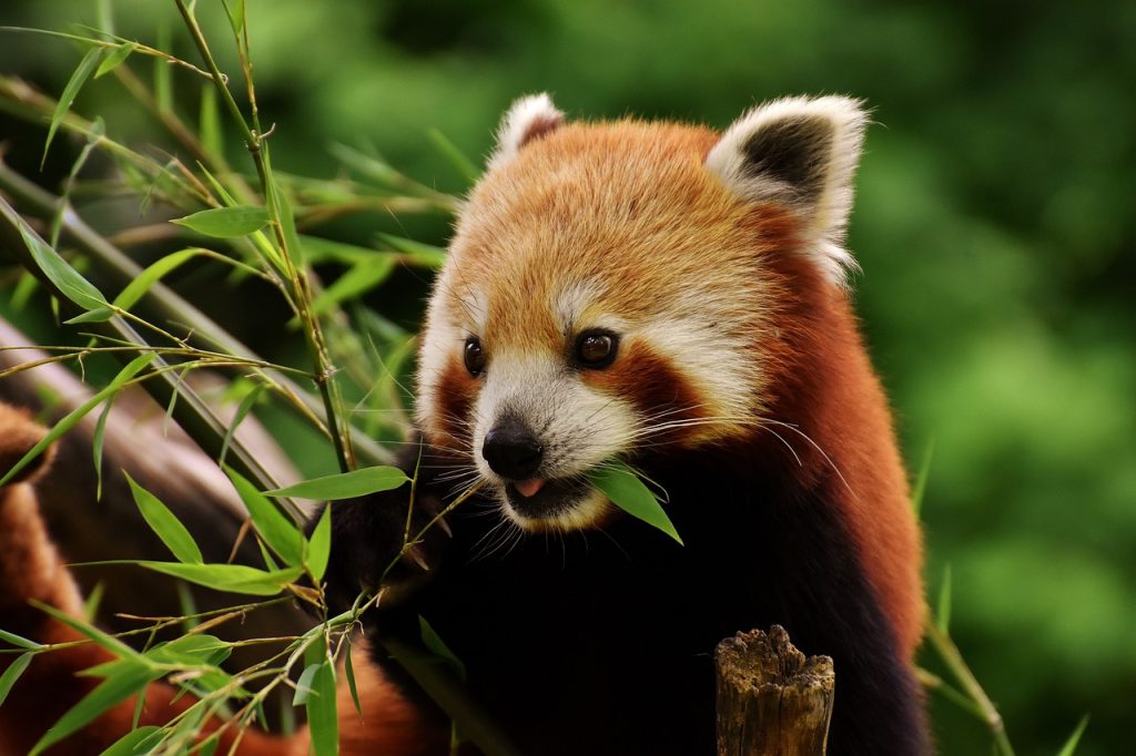 parc animalier morbihan