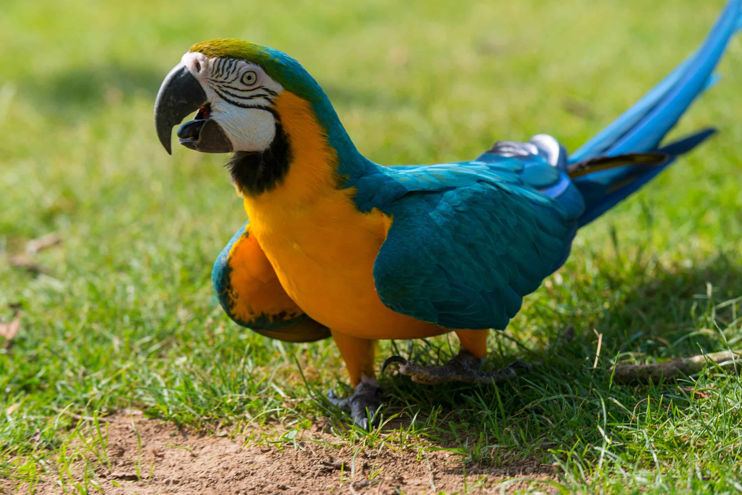 l'ara bleu (ara ararauna), encore appelé ara bleu et jaune ou ara ararauna, est un grand perroquet