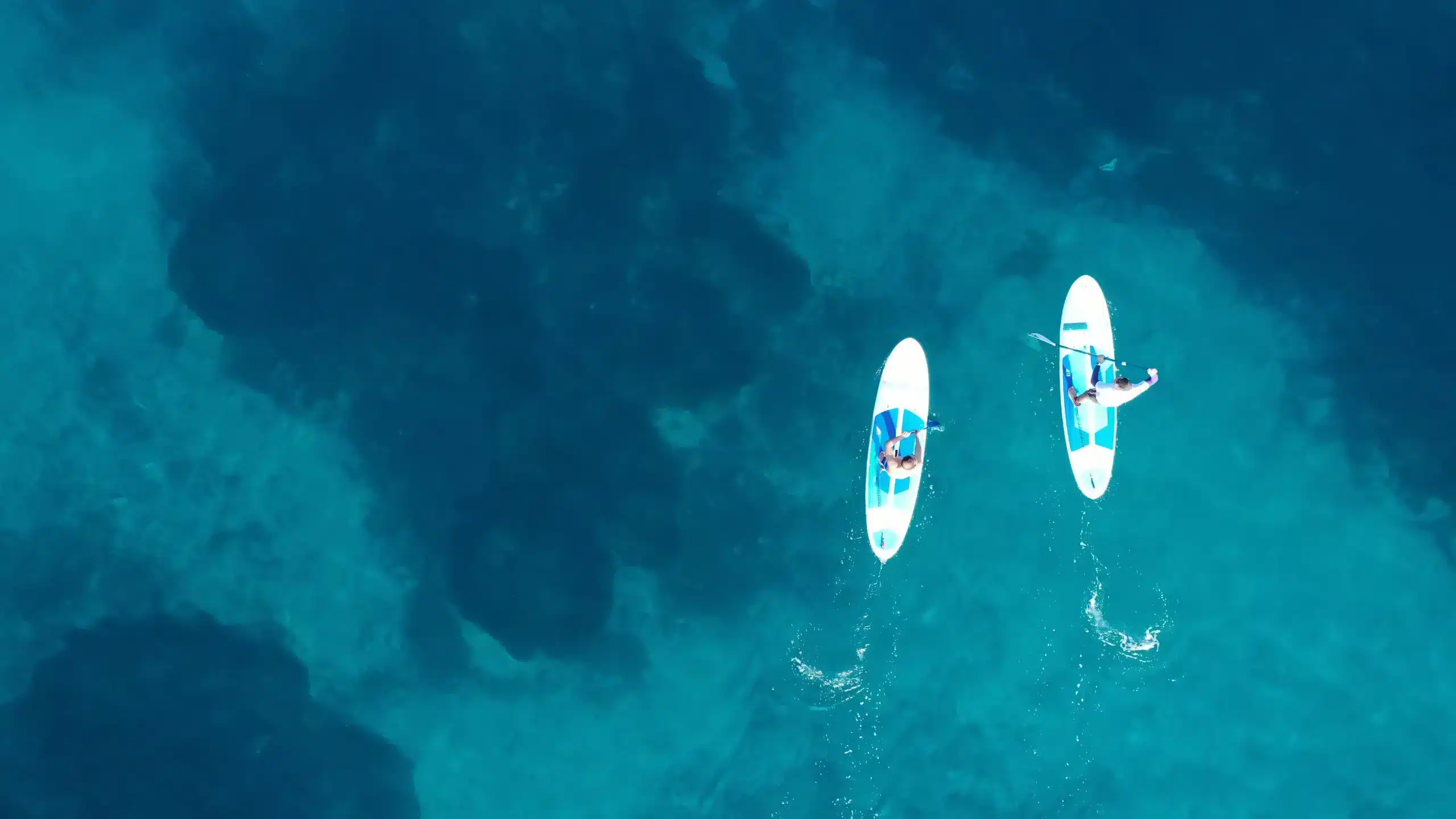 paddle (1)