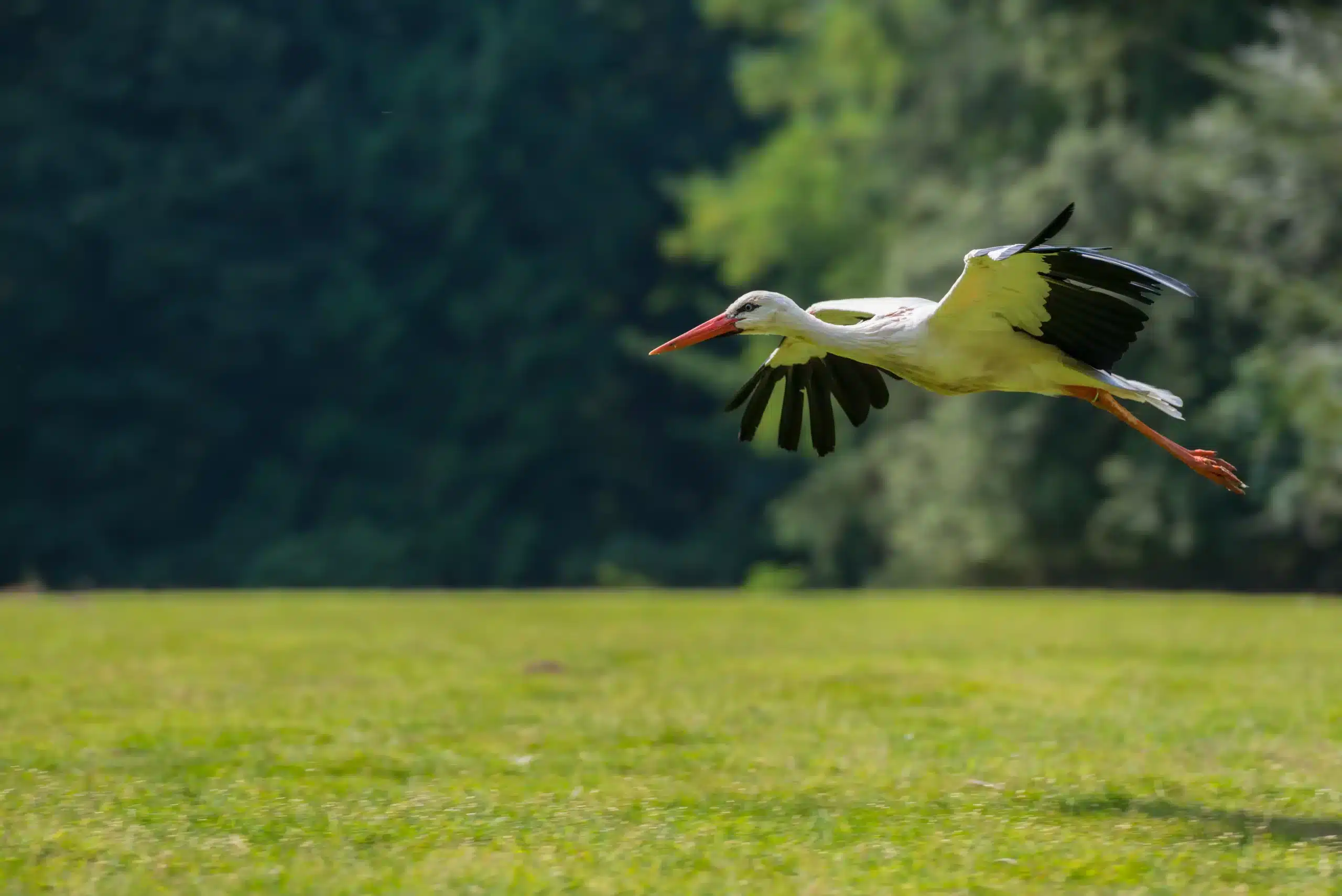 parc de branfere (1)